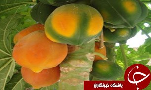 9 میلیون دلار صرف واردات گلابی هندی و انبه شد