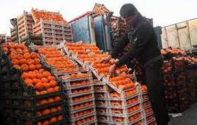 توزیع میوه شب عید در 31 نقطه شهر اردبیل
