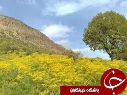 طبیعت دنا در تاراج سودگران