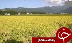 حدود 25 میلیون تن میزان تولید سالانه رسوب در اراضی استان قزوین