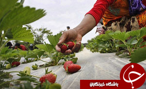 آغاز برداشت محصول توت فرنگی در شهرستان دزفول