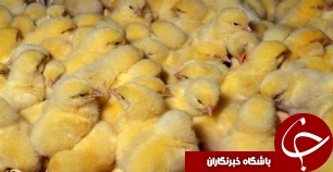 افزایش 10 درصدی جوجه ریزی در رامهرمز