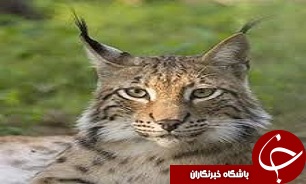 تصویربرداری از یک قلاده سیاهگوش در قزوین