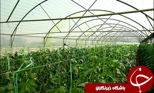 افزایش هشت هزار تنی محصولات گلخانه‌ای در اصفهان