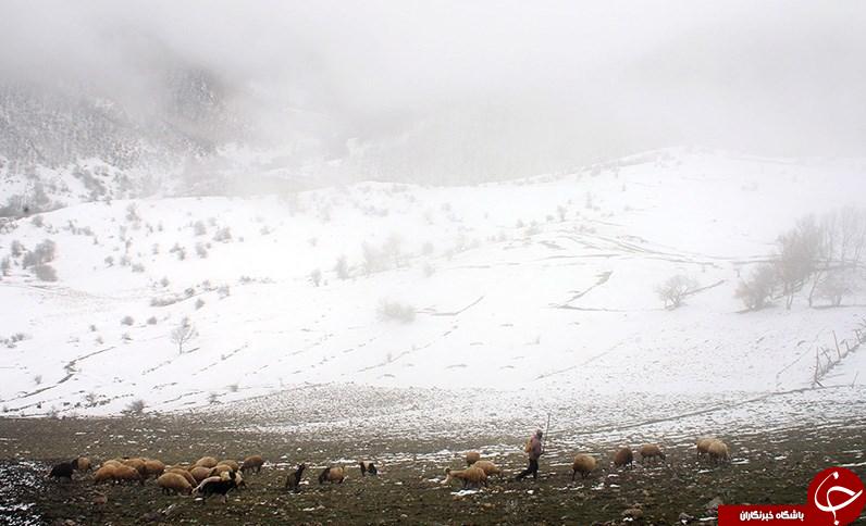 طبیعت زیبا زمستانی کلیبر، آذربایجان شرقی در قاب تصویر