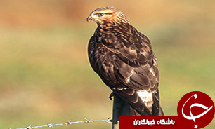 تحویل 11 قطعه پرنده آسیب دیده به مرکز نگهداری حیات وحش