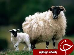 نسل دوم بره‌های پربازده به دنیا آمدند