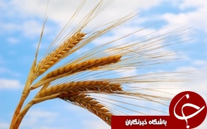 تولید بیش از یک میلیون تن گندم در مزارع خوزستان