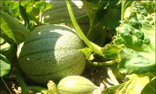 آغاز برداشت طالبی و شمام از مزارع بندرخمیر