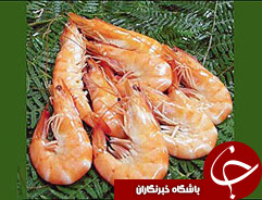 صادرات میگوی پرورشی افزایش یافت
