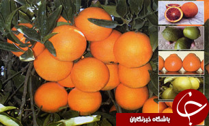 بازار مرکبات شب عید تامین است / واردات میوه نداریم