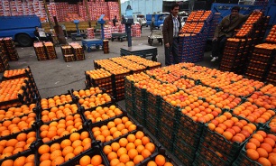 توزیع میوه شب عید /برگزاری نمایشگاه عرضه مستقیم کالا در اردبیل