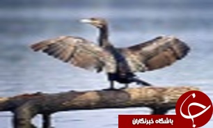 رهاسازی دو قطعه باکلان در سد رودک بویین زهرا