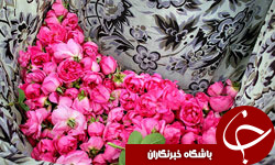 خواص معجزه‌گر گلاب