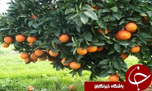 افزایش 20 الی 30 درصدی قیمت پرتقال