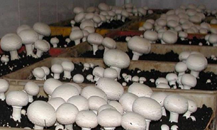 چهارمحال و بختیاری دارای رتبه پنجم تولید قارچ خوراکی در کشور