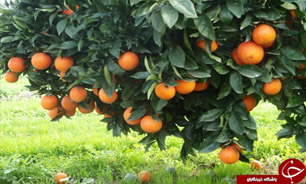 واردات میوه&zwnj;های قاچاق همچنان ادامه دارد