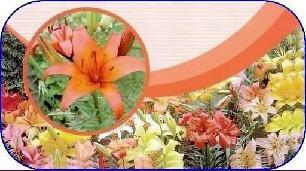 کاشت 9 کیلومتری گل در ایزدشهر