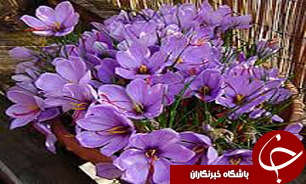 رشد 27 درصدي صادرات طلاي سرخ امسال
