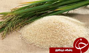آغاز خزانه گيري برنج درشاليزارهاي مازندران