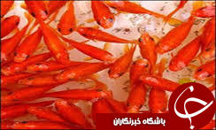 سالانه 40 میلیون قطعه ماهی قرمز از بین می‌رود