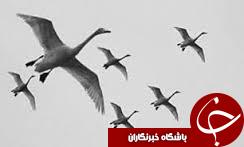 رهاسازی 3 پرنده حمایت شده درشهرستان ماسال