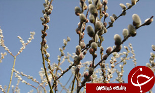 آغاز برداشت شکوفه هاي بيدمشک در آذربايجان غربي