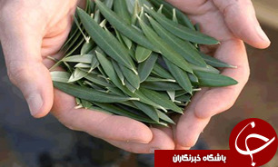توليد چاي از برگ درخت زيتون
