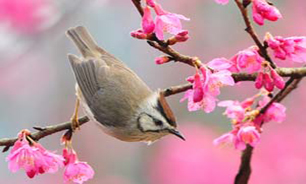 نوروز؛ نوازشگری نوبرانه