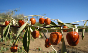 سنجد؛ نماد سنجیده اقدام کردن