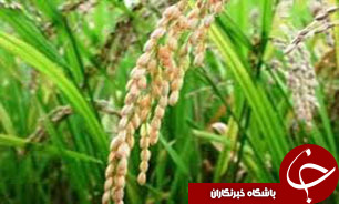 شناسنامه‌دار شدن محصولات مستلزم قطب‌بندی مناسب کشور است