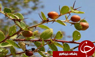برداشت کنار از باغات بندرعباس آغاز شد