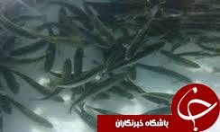 وجود 41 باب استخر پرورش ماهی در شهرستان اهر