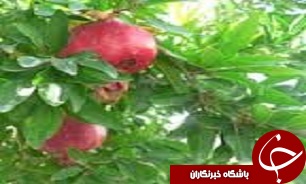 اورامان شهری درهمسایگی آسمان///گزارش مکتوب/ ویژه عیدباچندعکس ارسال شده لطفا روی عکس ها کارشود