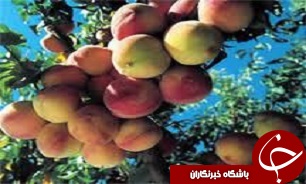 اورامان شهری درهمسایگی آسمان///گزارش مکتوب/ ویژه عیدباچندعکس ارسال شده لطفا روی عکس ها کارشود