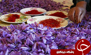 افزايش 30 درصدي توليد زعفران در خراسان رضوي