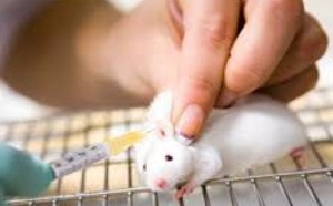 آزمایش موفقیت‌آمیز میکروموتور در معده موش