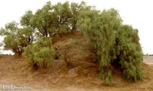 نبکا جاذبه طبیعت گردی در ریگان