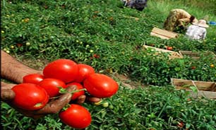 تلاش برای حمایت از گوجه کاران هرمزگانی