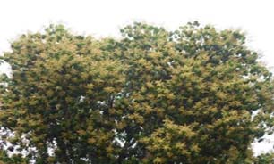 آغاز گل دهی درختان انبه در سیریک
