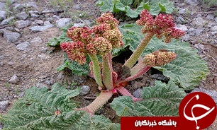 غذاهای محلی خوشمزه ازجاذبه های گردشگری کردستان///گزارش مکتوب/ویژه نوروزباارسال چندعکس روی عکس هاکارشود
