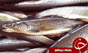 افزايش سه برابری صادرات ماهی از فارس