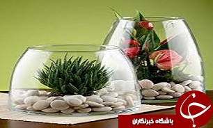 کشت گیاهان در ظروف شیشه‌ای