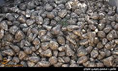 پایان برداشت چغندر قند در خراسان جنوبی