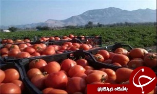 آغاز خريد توافقي گوجه فرنگي در بوشهر