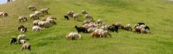 منابع طبیعی غرب مازندران نسبت به چرای زودهنگام مراتع هشدار داد