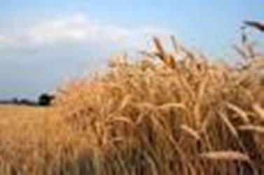 برگزار ی کارگاه آموزشی مدیریت داشت گندم در میاندرود
