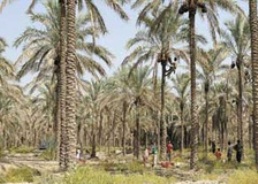 آغاز مبارزه با آفات نخيلات