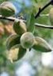 پوشش دادن پای درختان راهکاری برای کاهش تبخیر در باغ