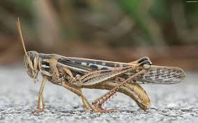 هجوم‌ ملخ‌ها به سیستان و بلوچستان